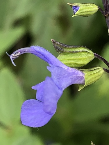 Image of Salvia rhombifolia by (c) Antonio W. Salas, some rights reserved (CC BY)