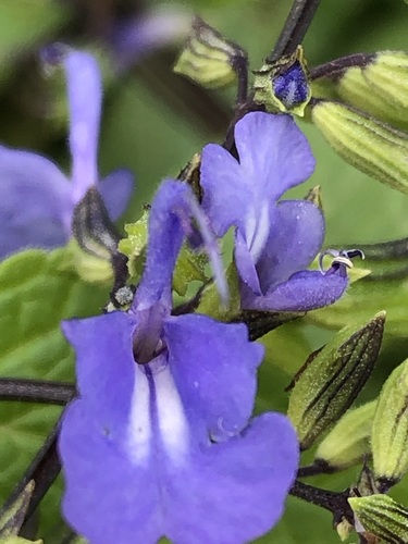 Image of Salvia rhombifolia by (c) Antonio W. Salas, some rights reserved (CC BY)