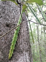 Disocactus speciosus speciosus