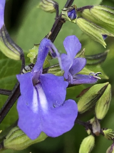 Image of Salvia rhombifolia by (c) Antonio W. Salas, some rights reserved (CC BY)