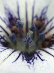 Nolana humifusa