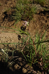 Asclepias stellifera