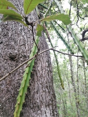 Disocactus speciosus speciosus