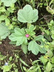 Fuertesimalva peruviana