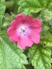 Fuertesimalva peruviana