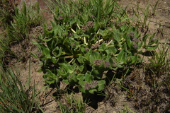 Xysmalobium parviflorum
