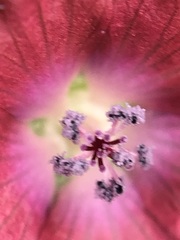 Fuertesimalva peruviana