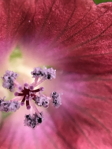 Image of Fuertesimalva peruviana by (c) Antonio W. Salas, some rights reserved (CC BY)