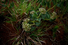 Xysmalobium parviflorum