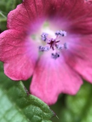 Fuertesimalva peruviana