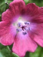 Fuertesimalva peruviana