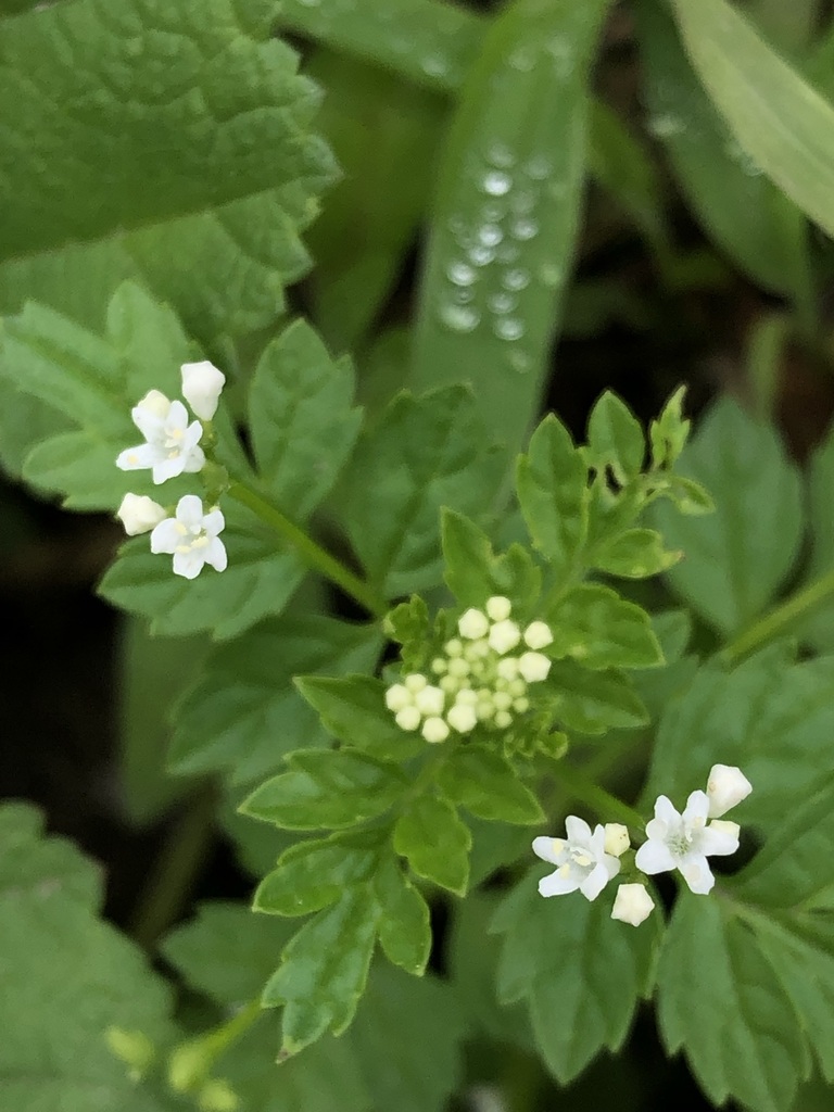 Valeriana chaerophylloides