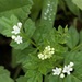 Valeriana chaerophylloides - Photo (c) Antonio W. Salas, some rights reserved (CC BY), uploaded by Antonio W. Salas