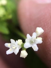 Valeriana chaerophylloides