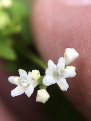 Valeriana chaerophylloides