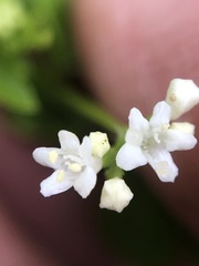 Valeriana chaerophylloides