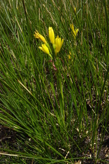Cyrtanthus breviflorus