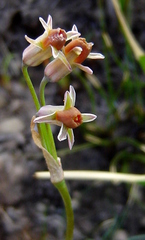 Tulbaghia acutiloba