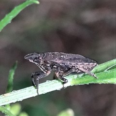 Sciocoris longifrons
