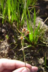 Tulbaghia acutiloba