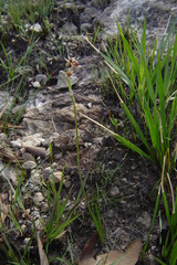 Tulbaghia acutiloba