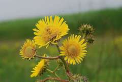 Berkheya radula