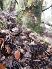 Auriscalpium umbella