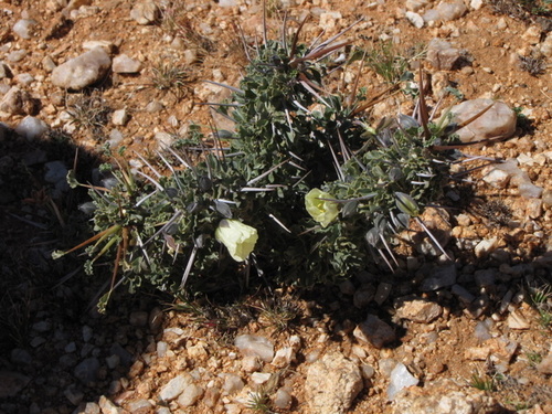 Monsonia crassicaulis image