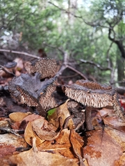 Auriscalpium umbella
