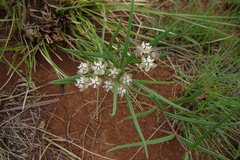 Asclepias cucullata cucullata