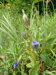 Gentianopsis victorinii