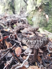 Auriscalpium umbella