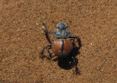 Pachysoma denticolle