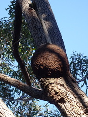 Nasutitermes walkeri