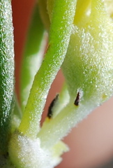 Aspalathus tuberculata