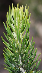 Aspalathus tuberculata