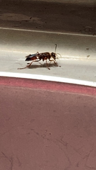 Sphex ichneumoneus