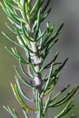 Aspalathus tuberculata