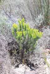 Aspalathus tuberculata