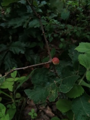 Disholcaspis quercusglobulus