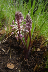Ledebouria cooperi