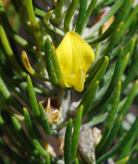 Aspalathus tuberculata