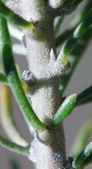 Aspalathus tuberculata