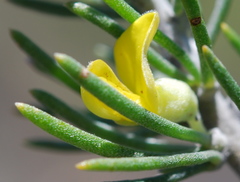 Aspalathus tuberculata