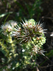 Lobostemon capitatus