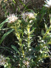 Lobostemon capitatus