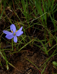 Aristea abyssinica