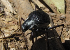 Stenocara gracilipes