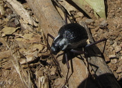Stenocara gracilipes