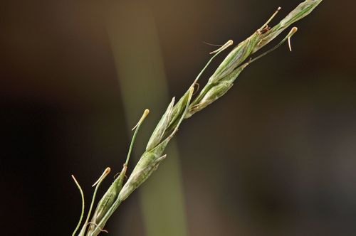 Harsh leaved bastard grass (Carex healyi)